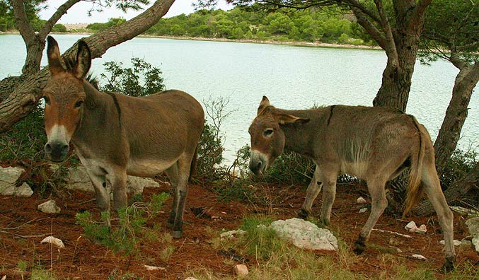 Naturpark Telascica 6